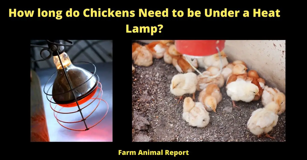 How long do Chickens Need to be Under a Heat Lamp?
