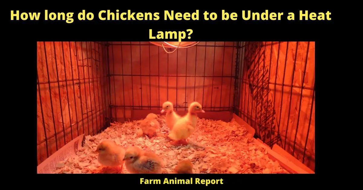 Will Chickens Die without a Heat Lamp | Chickens | Chicks | PDF | Without Heat (2024) Baby Chick Temperature Chart? 1
