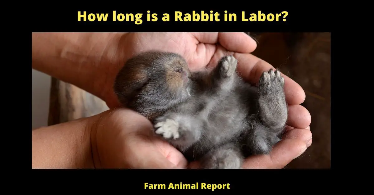 7 Warnings: Pregnant Rabbit Labor Signs| Rabbit | Rabbits | Pregnancy (2022) 2