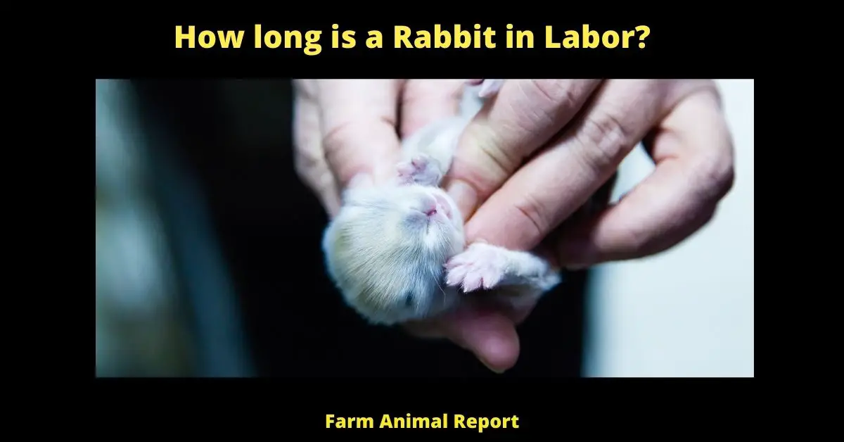 How long is a Rabbit in Labor (2)