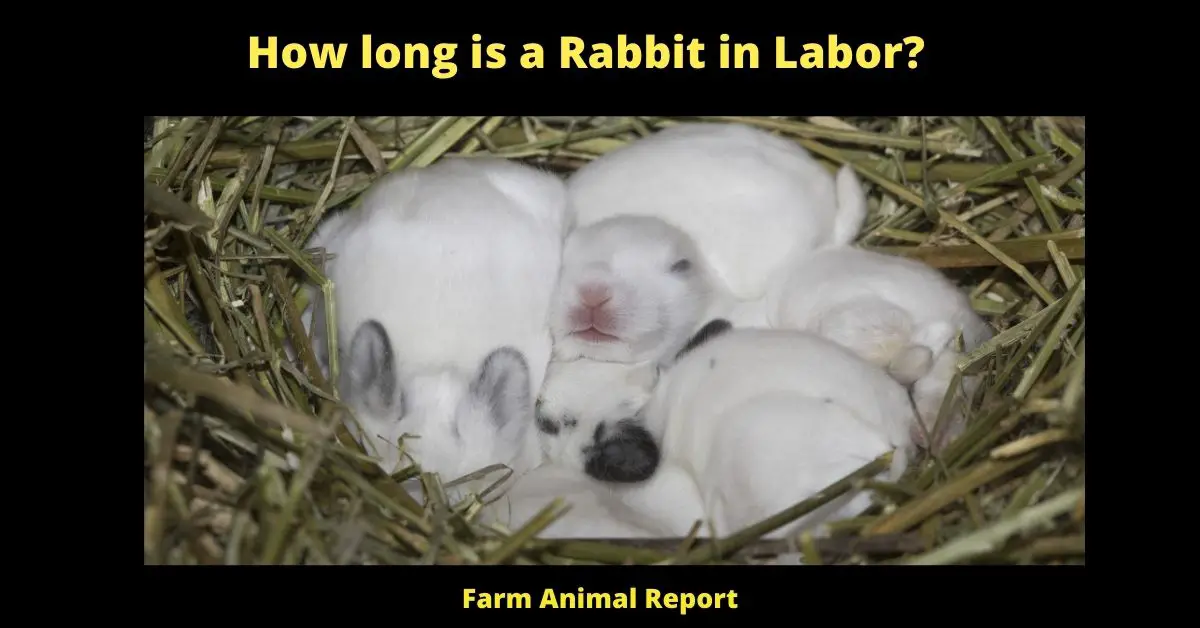7 Warnings: Pregnant Rabbit Labor Signs| Rabbit | Rabbits | Pregnancy (2022) 1