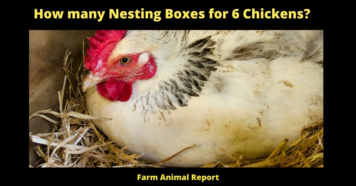 How Many Nesting Boxes per Chicken | Nesting Box 1