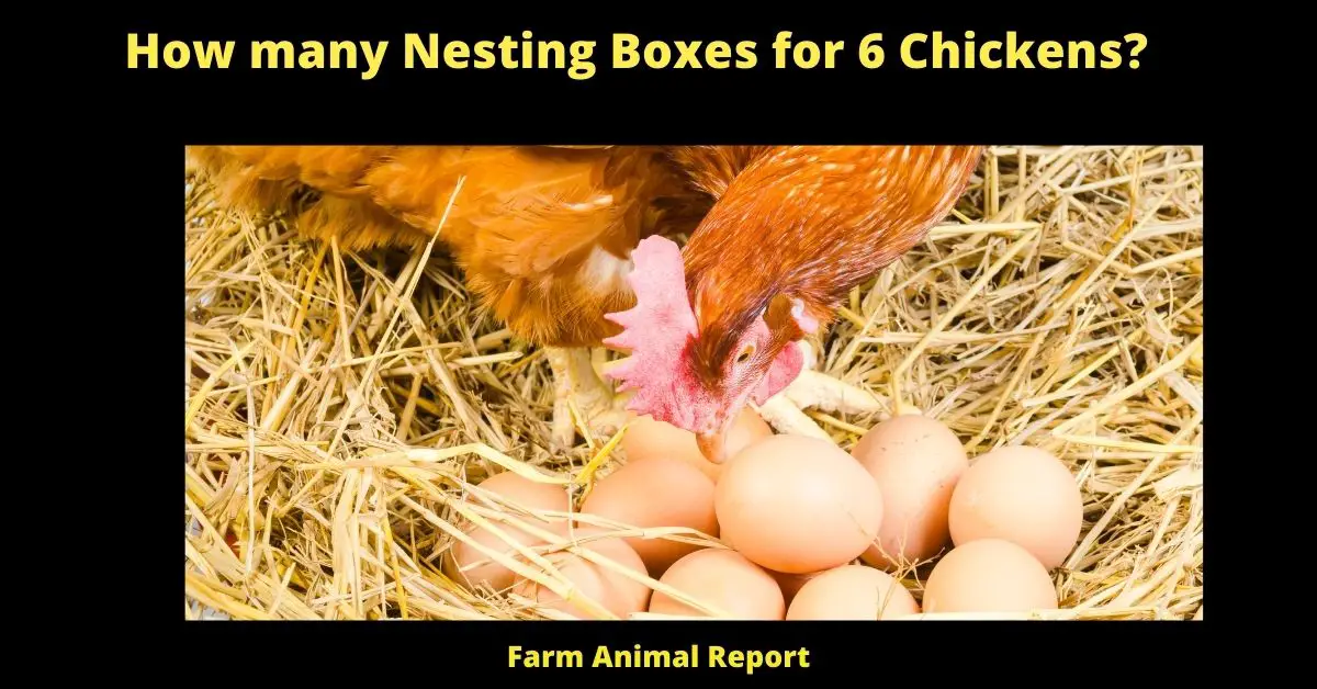 How Many Nesting Boxes per Chicken (2023) | Nesting Box 2