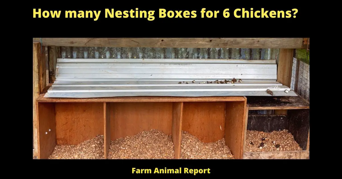 How many Nesting Boxes for 6 Chickens?