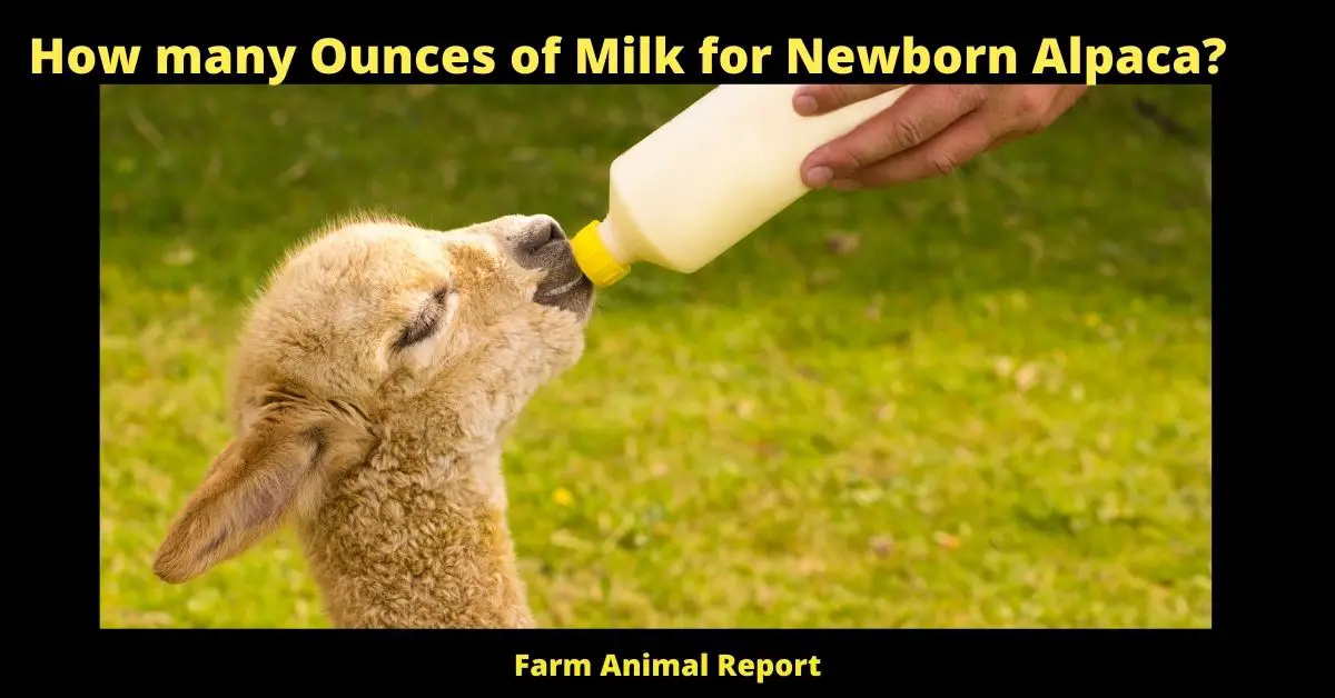 How many Ounces of Milk for Newborn Alpaca?