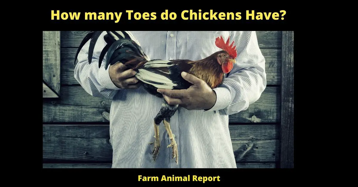 5/4 Toes: How many Toes do Chickens Have? 1