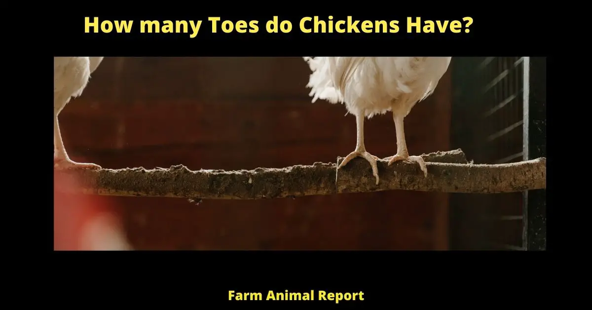 How many Toes do Chickens Have?