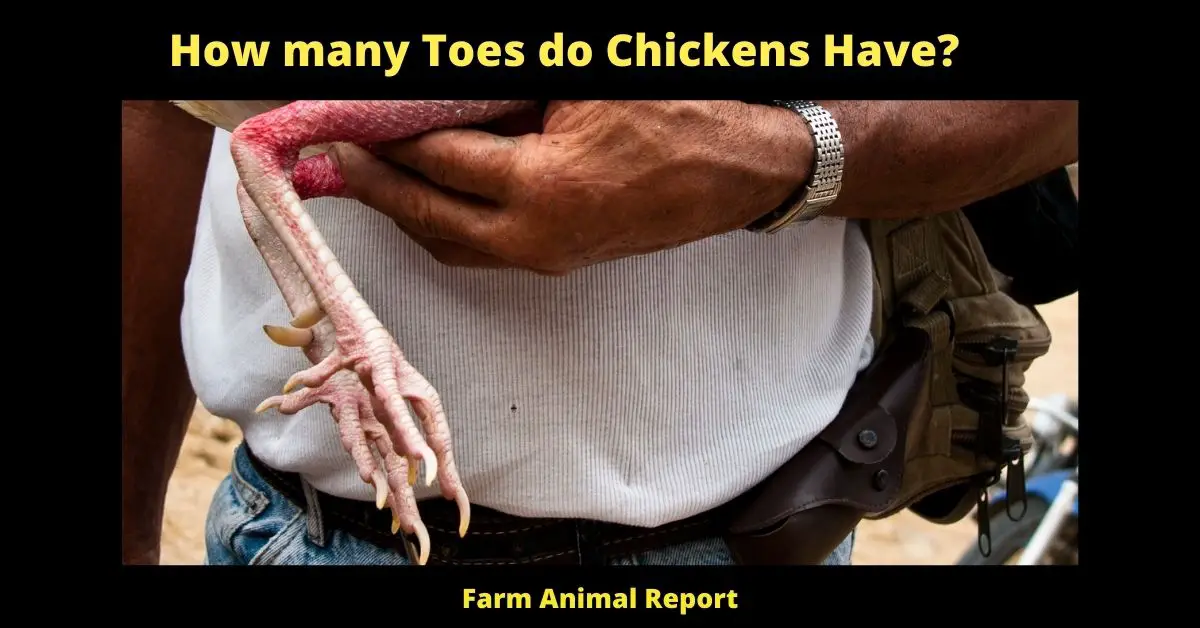 5/4 Toes: How many Toes do Chickens Have? 2