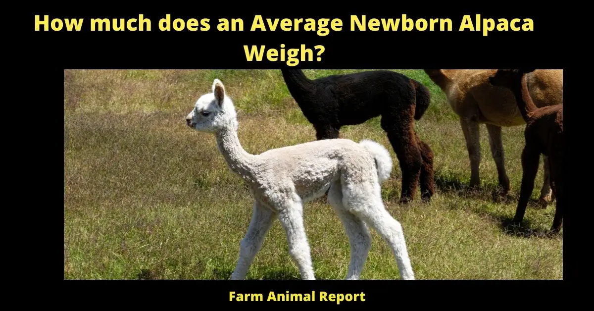 How much does an Average Newborn Alpaca Weigh?