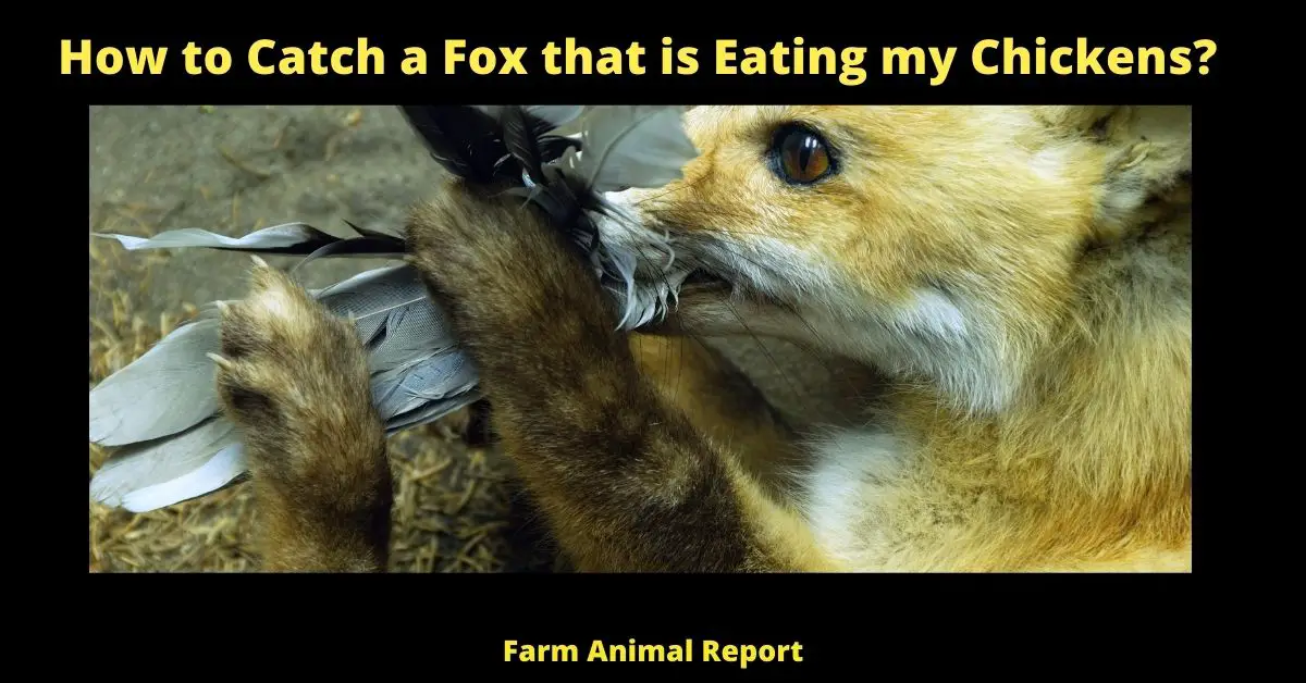 13 Deterrents: How to Catch a Fox that is Eating my Chickens? (2022) 1