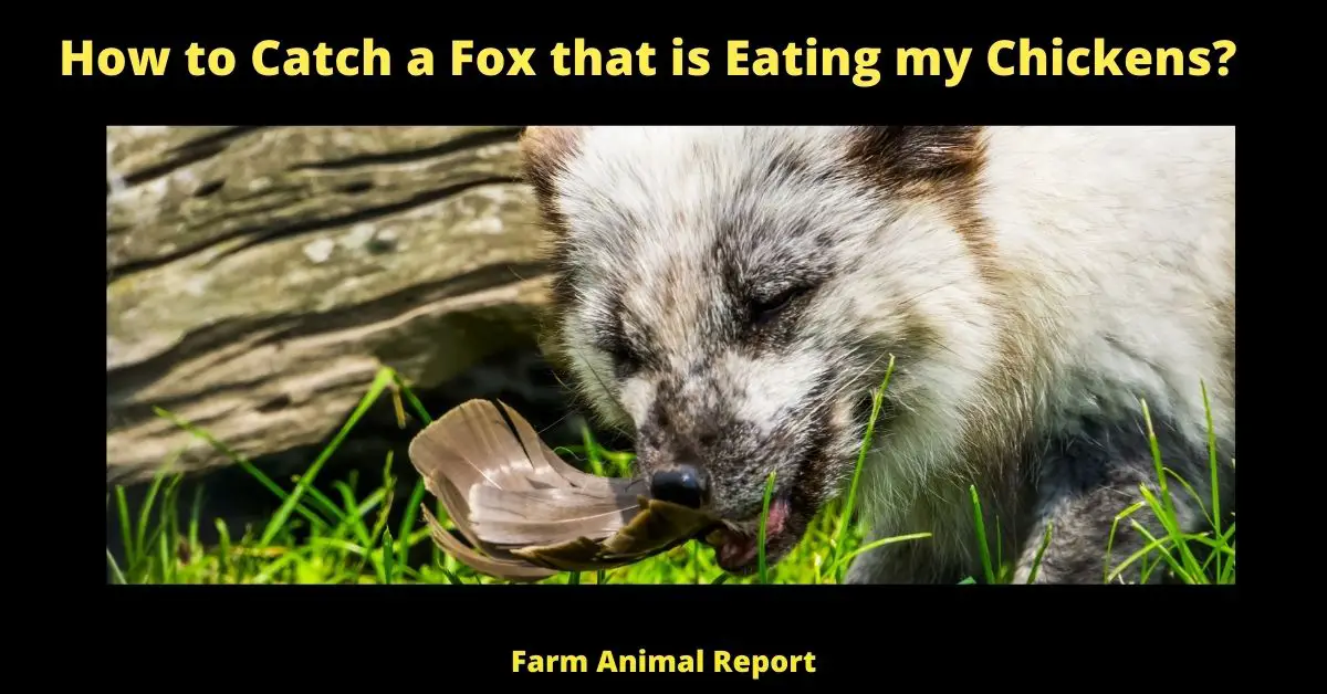 13 Deterrents: How to Catch a Fox that is Eating my Chickens? (2022) 2