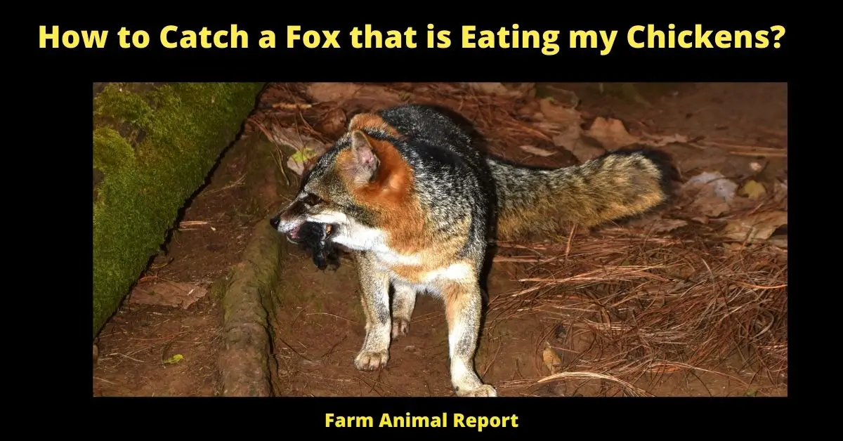 How to Catch a Fox that is Eating my Chickens?