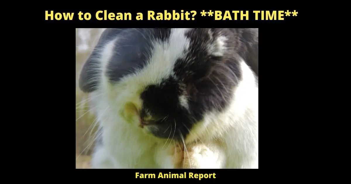 How to Clean a Rabbit? **BATH TIME** 1