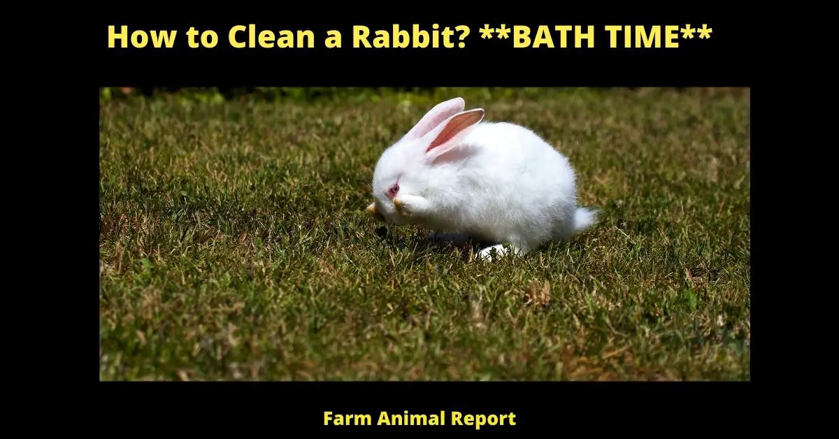 How to Clean a Rabbit? **BATH TIME** 2