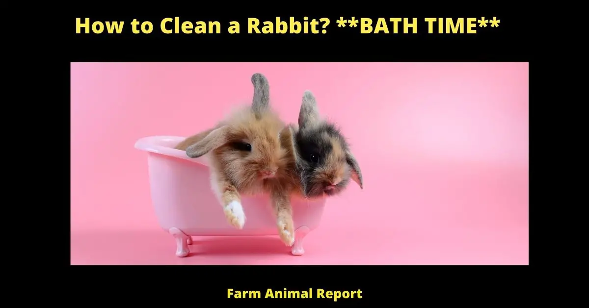 How to Clean a Rabbit? **BATH TIME**