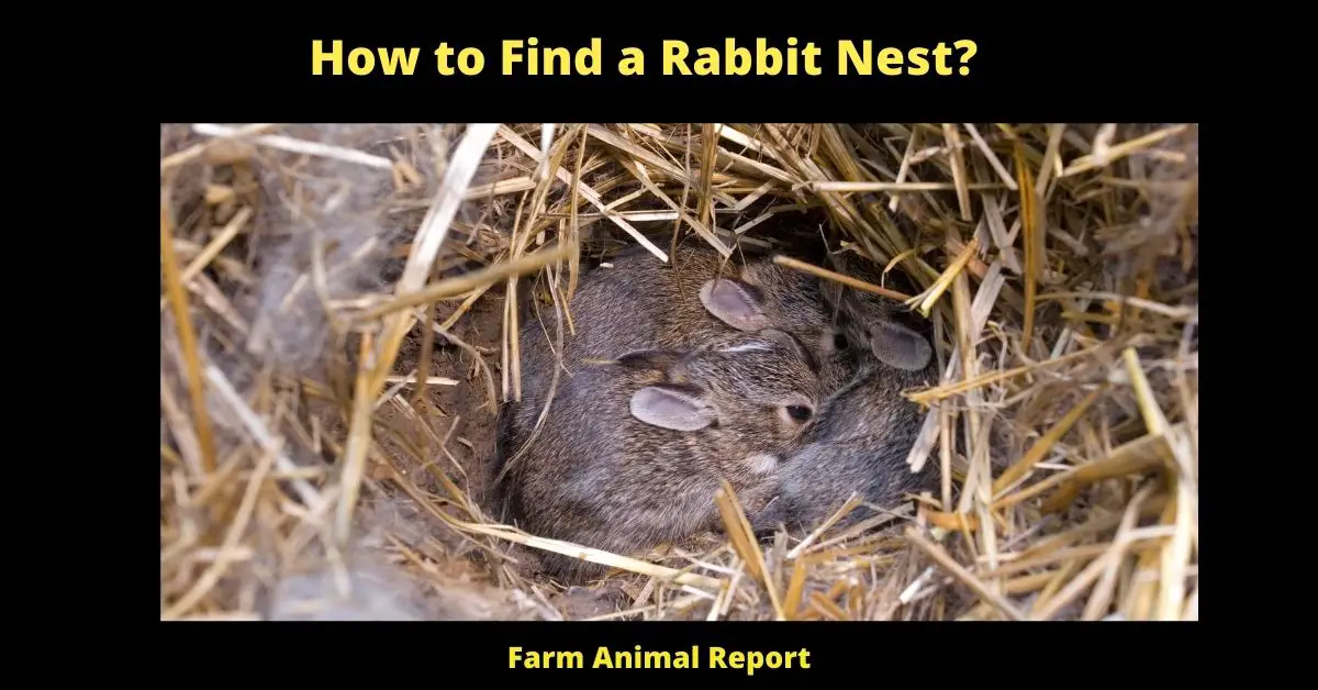 How to find a Rabbit Nest -