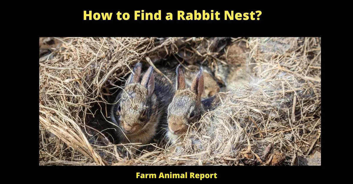 How to find a Rabbit Nest -If you're a farmer with a healthy population of rabbits on your property, chances are you'll find a nest or two each spring. Here's how to find them: FIRST, look for telltale signs of digging around the base of trees or bushes. Then, search for patches of fur caught on twigs or branches. Finally, listen for the sound of soft thumping, which usually indicates that there are baby rabbits nearby. If you find a nest, leave it alone unless the babies appear to be in distress. The mother will take care of them and will move them to a new location if necessary. By following these simple steps, you can help ensure that your rabbits will thrive for years to come.