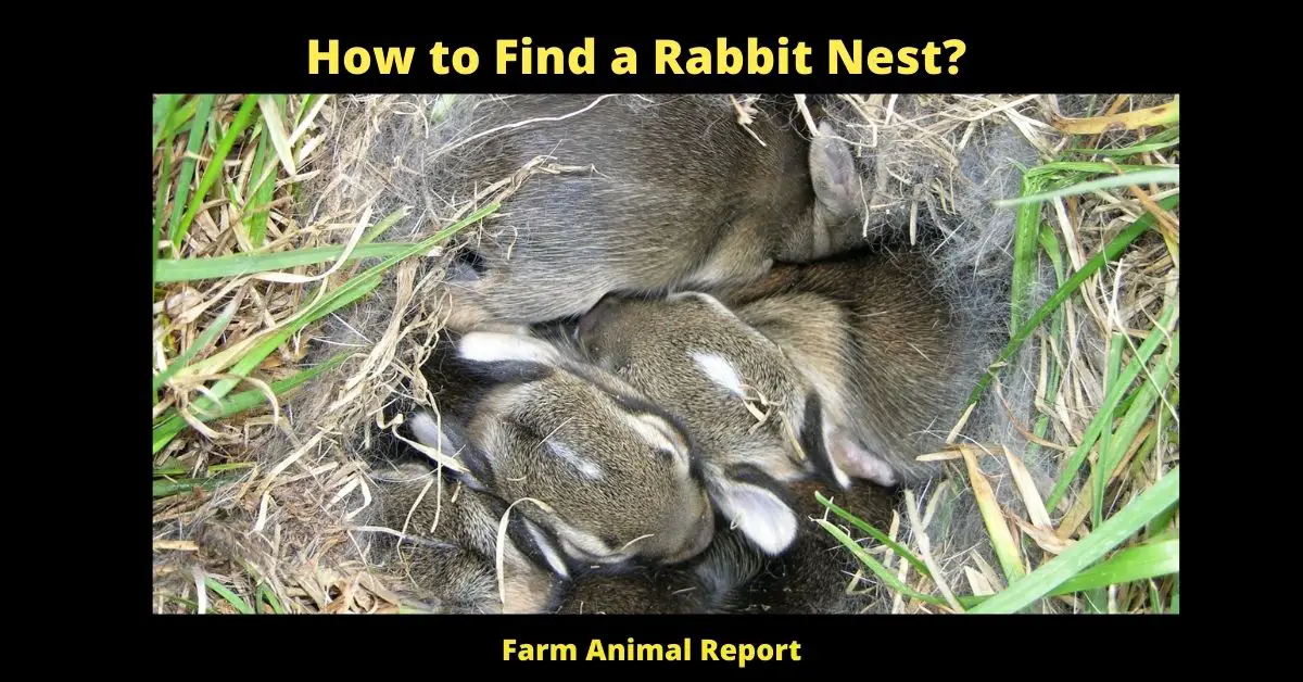 How to Find a Rabbit Nest?