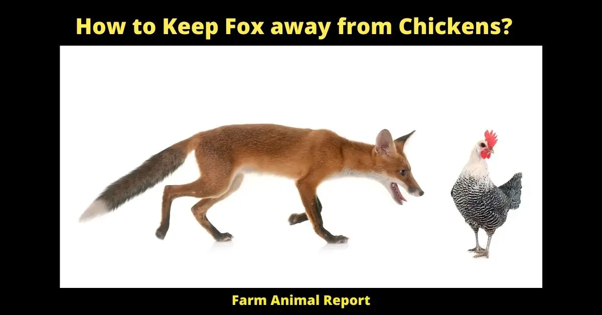 How to Keep Fox away from Chickens 2