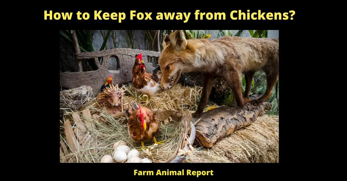 How to Keep Fox away from Chickens 3
