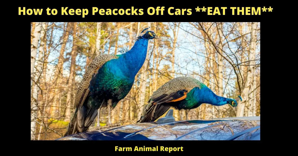 .How to Keep Peacocks Off Cars EAT THEM (1)