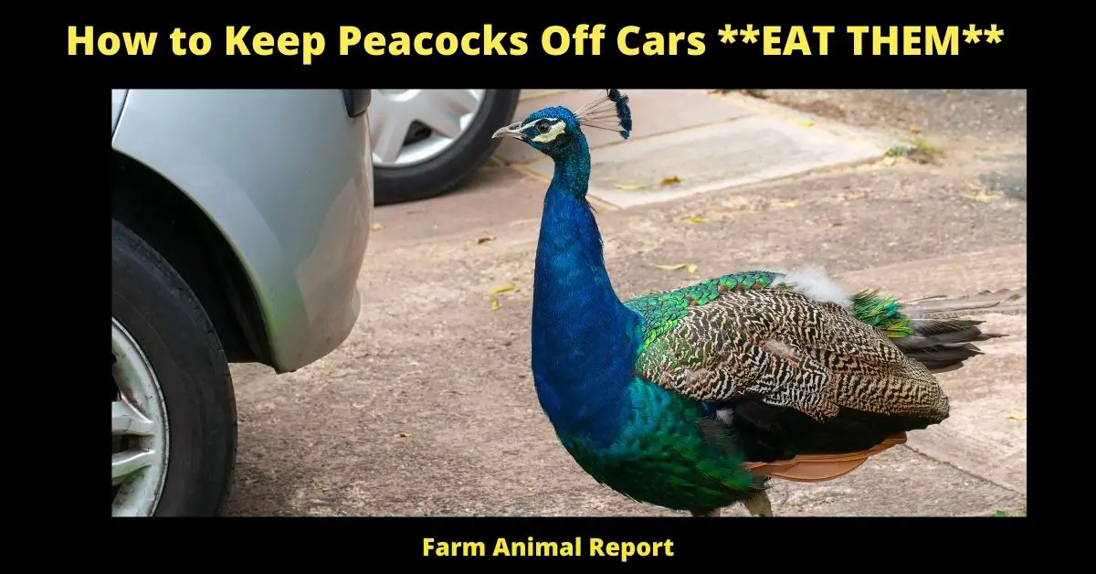 How to Keep Peacocks Off Cars **EAT THEM** 1