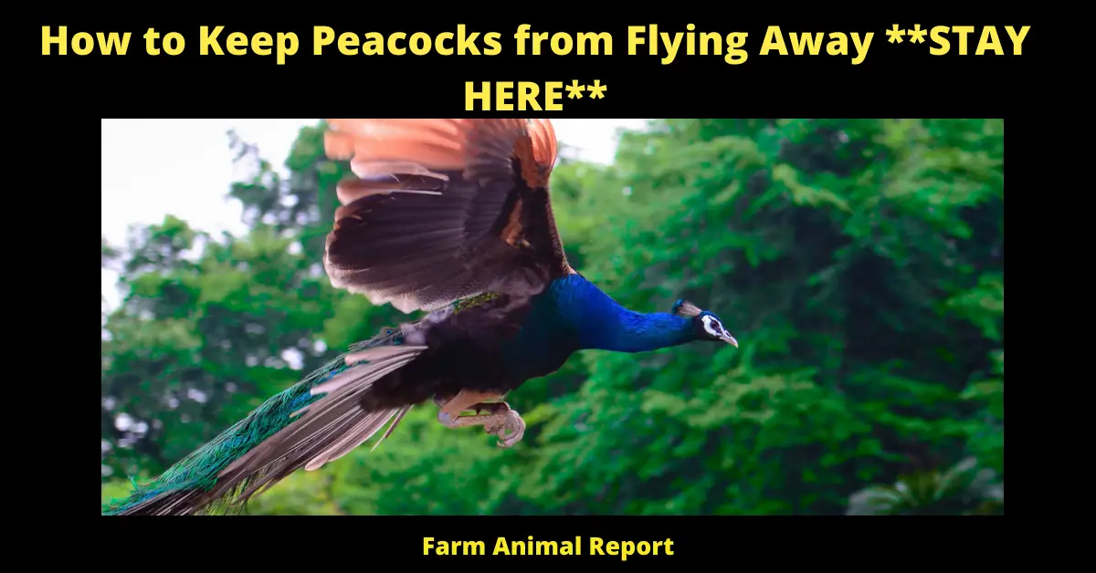 29 Tips: How to Keep Peacocks from Flying Away (2024) 2