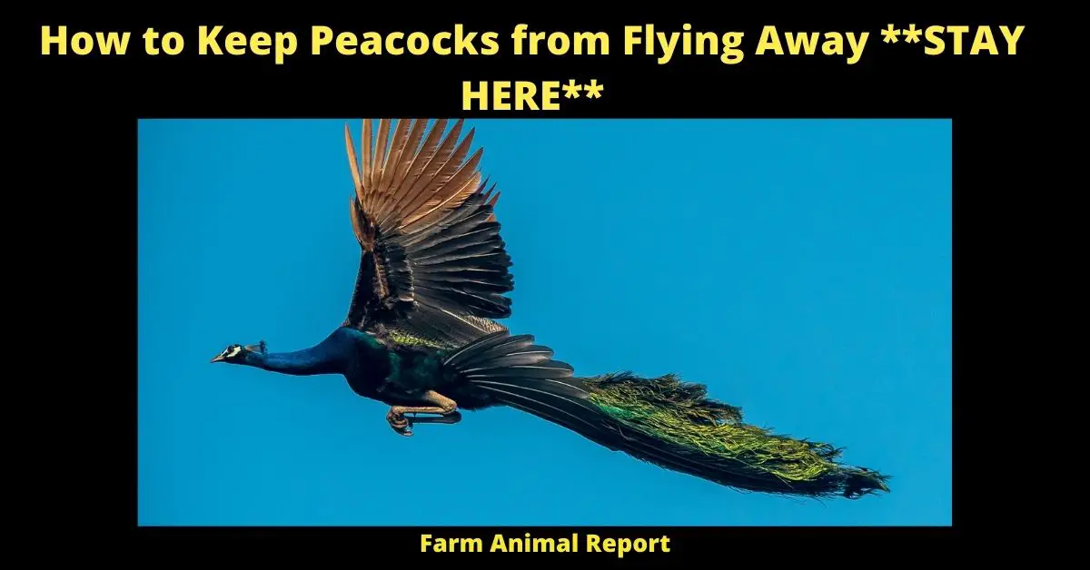 How to Keep Peacocks from Flying Away **STAY HERE**