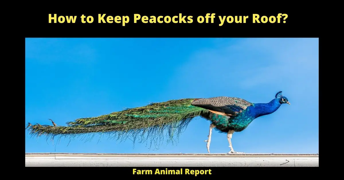 How to Keep Peacocks off your Roof?: **22 SOLUTIONS** 2