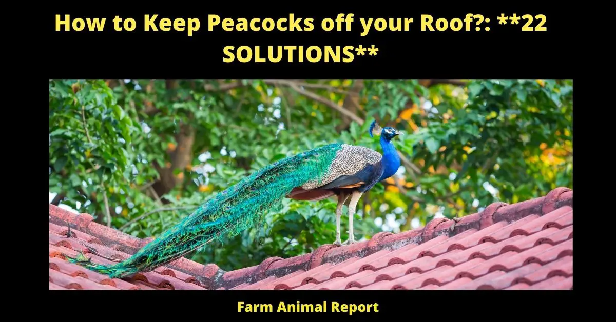 21 Solutions: How to Keep Peacocks off your Roof?: 2022 1