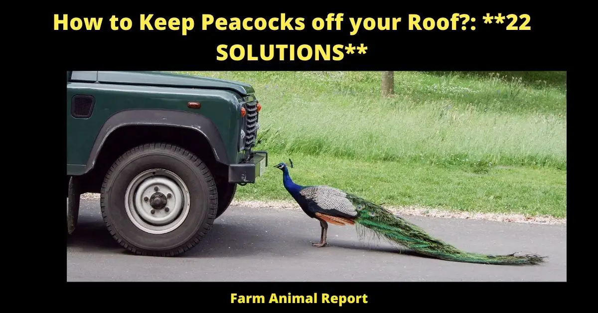 21 Solutions: How to Keep Peacocks off your Roof?: 2022 3