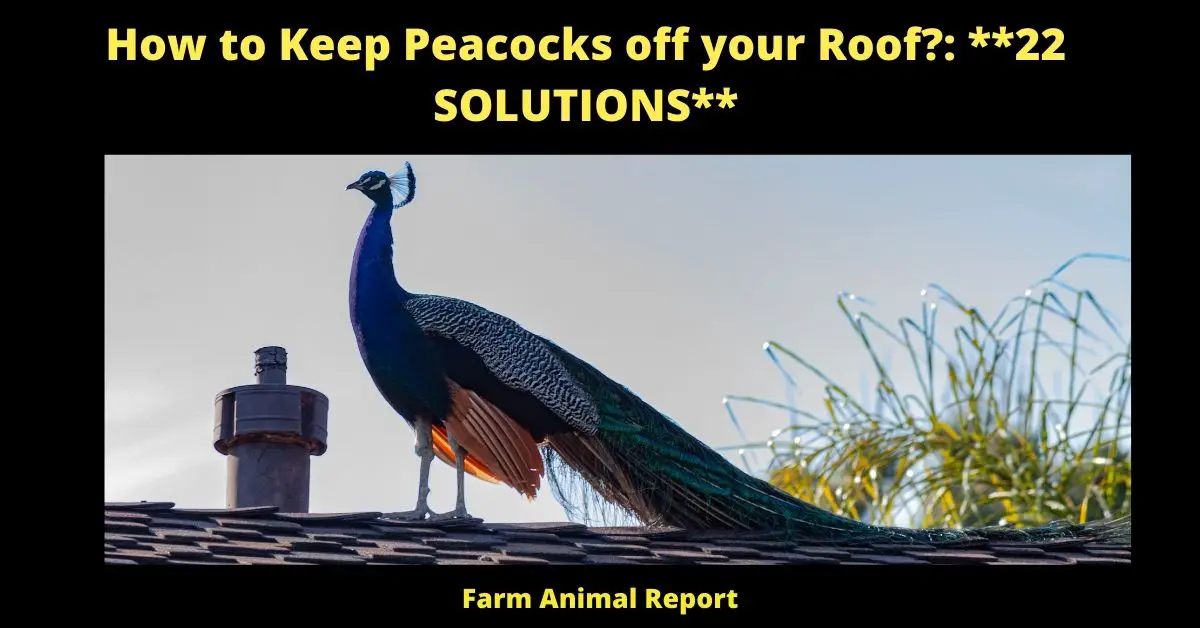 How to Keep Peacocks off your Roof?: **22 SOLUTIONS**