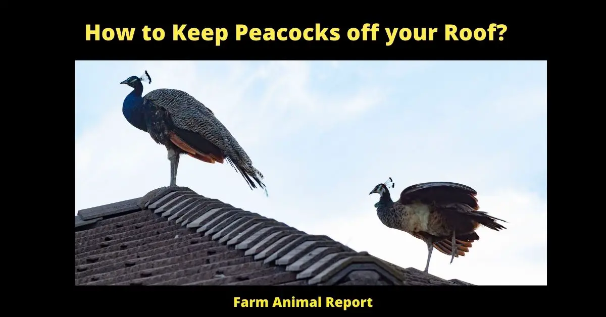 How to Keep Peacocks off your Roof?: **22 SOLUTIONS** 1
