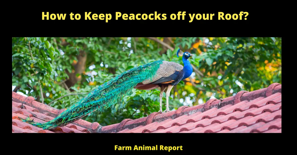 How to Keep Peacocks off your Roof?