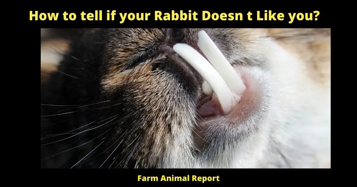 How to tell if your Rabbit Doesn t Like you?