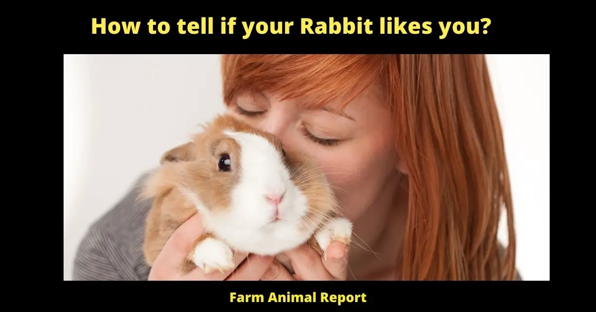 9 Signs: How to tell if your Rabbit Likes You? 1
