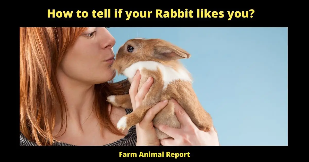 9 Signs: How to tell if your Rabbit Likes You? 2