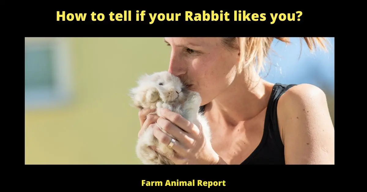 How to tell if your Rabbit likes you