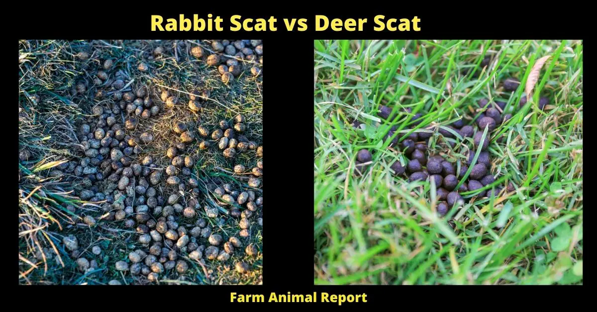 Rabbit Scat vs Deer Scat