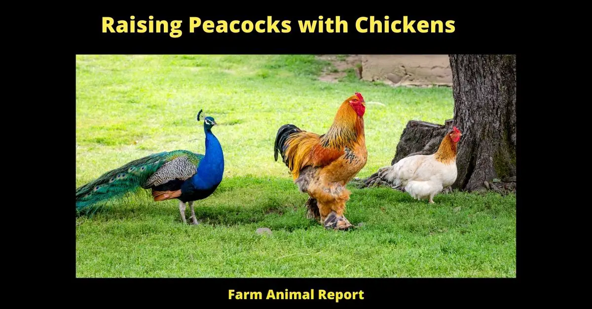 Peacock Chicken Hybrid | PDF | Peacocks | Hybrids Raising Peacocks with Chickens 1