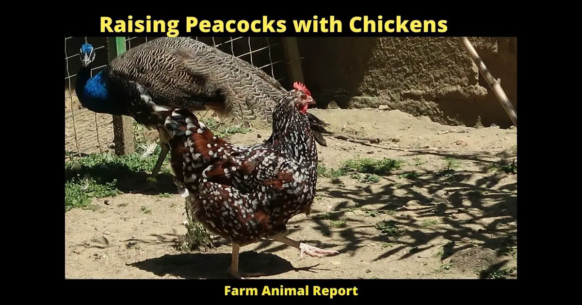 Raising Peacocks with Chickens