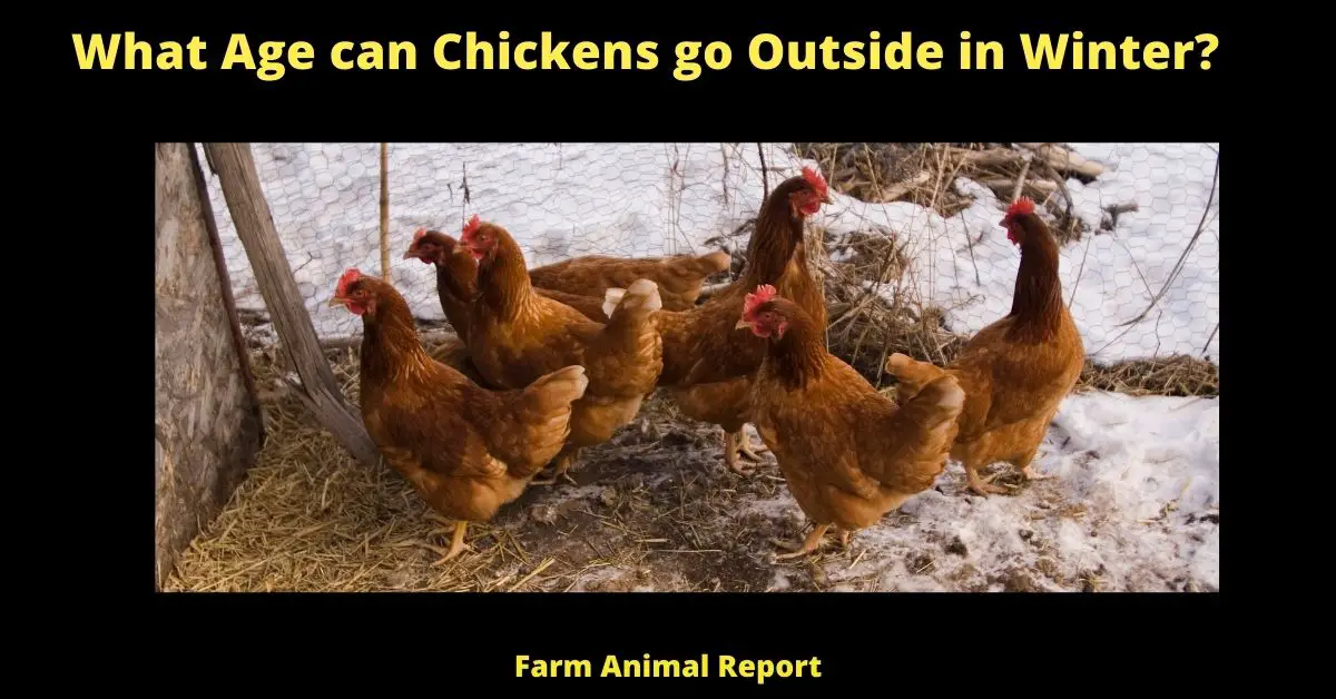 What Age can Chickens go Outside in Winter?