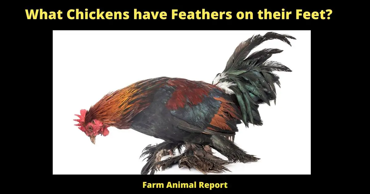 11 Breeds: What Breed of chicken with Feathers on their Feet | Chicken Breeds | Feathered Feet | Feathered Legs | Feather 1