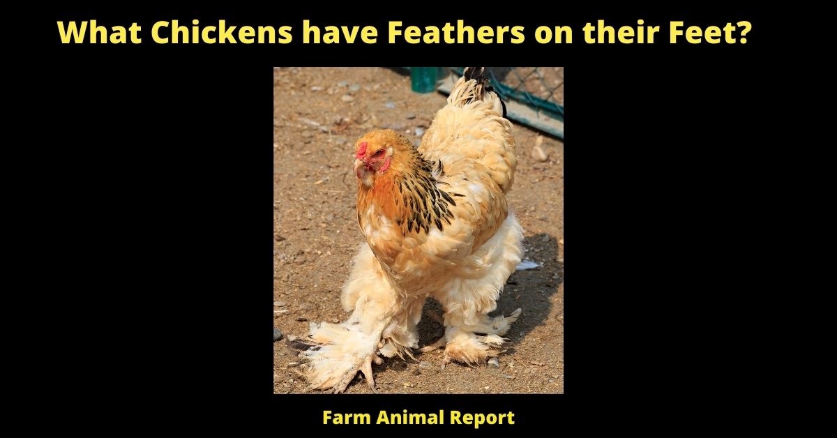 11 Breeds: What Breed of chicken with Feathers on their Feet | Chicken Breeds | Feathered Feet | Feathered Legs | Feather 2