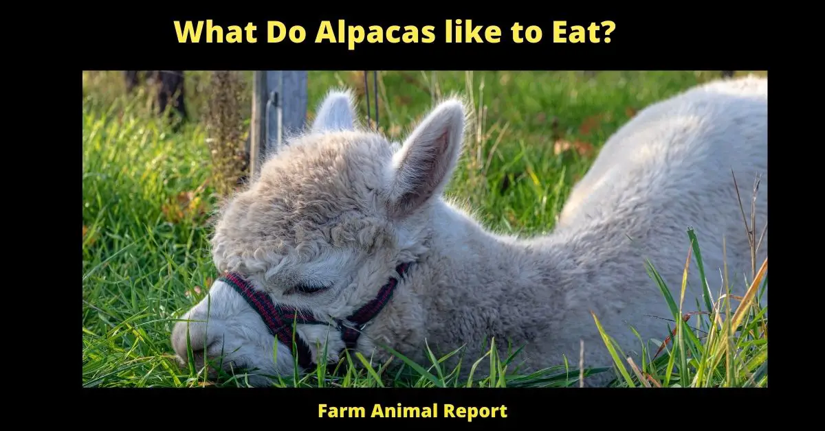 What Do Alpacas like to Eat? 1