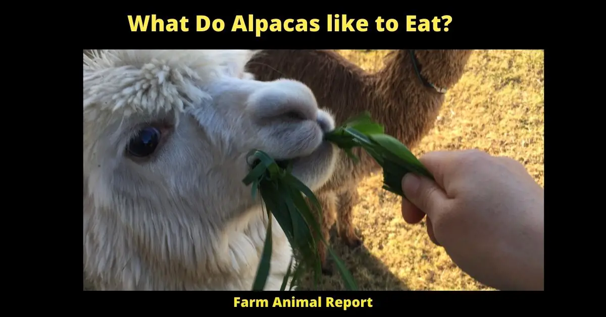 What Do Alpacas like to Eat? 2