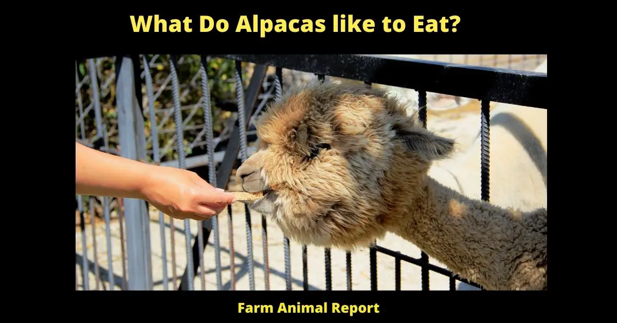 What Do Alpacas like to Eat?