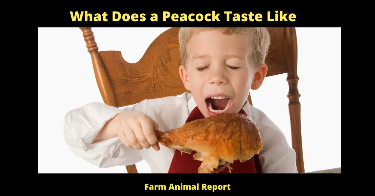 What Does a Peacock Taste Like? 1