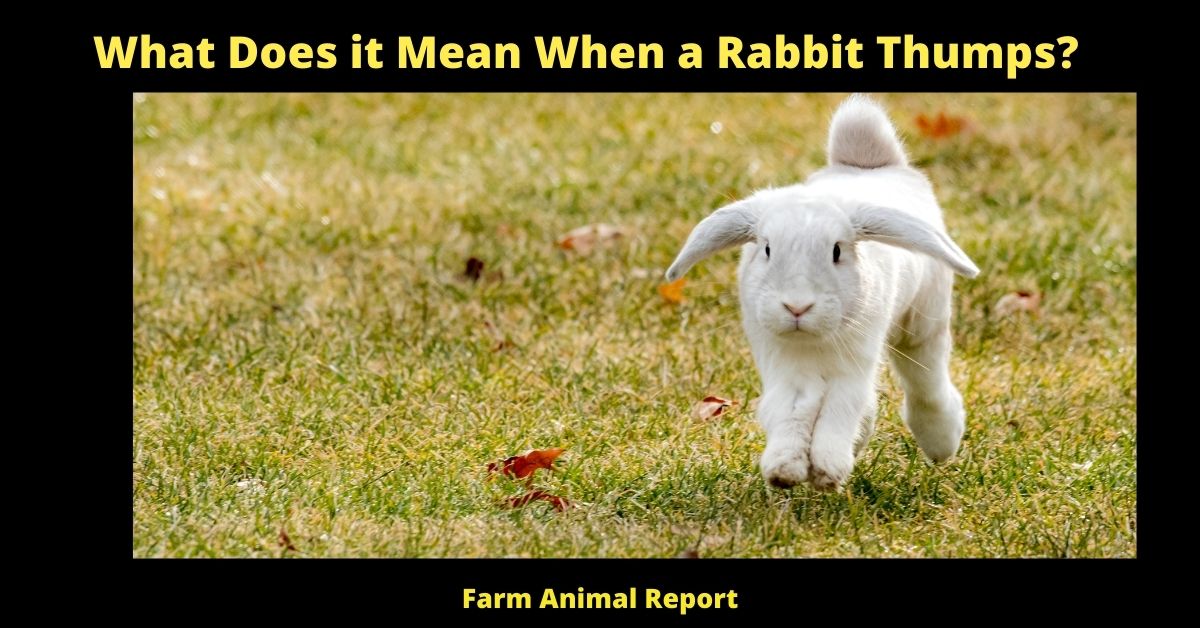 5 Signs: Do Rabbits Thump when they are Happy (2023) | Rabbit 2