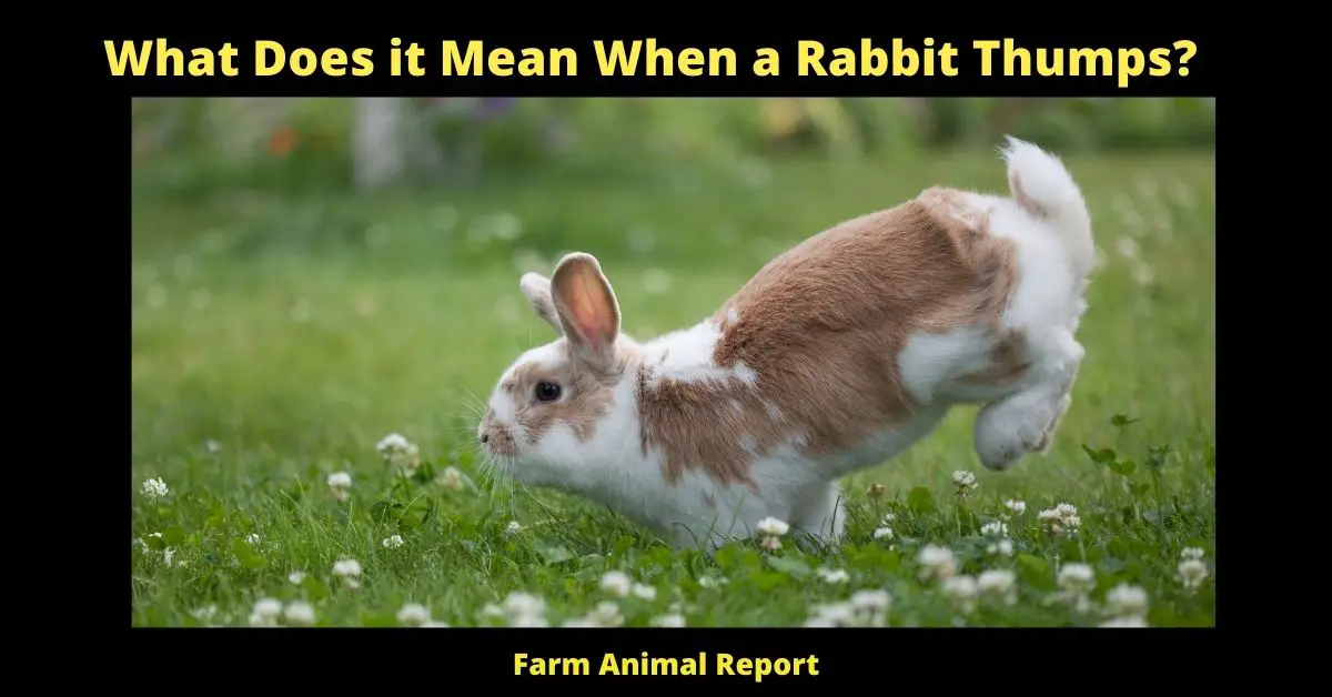 What Does it Mean When a Rabbit Thumps?